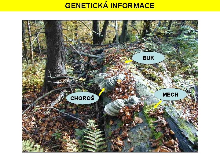 GENETICKÁ INFORMACE BUK CHOROŠ MECH 