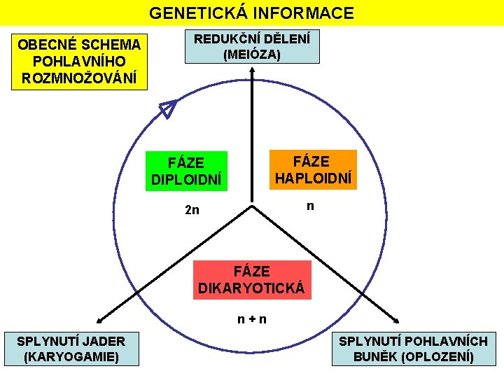 GENETICKÁ INFORMACE OBECNÉ SCHEMA POHLAVNÍHO ROZMNOŽOVÁNÍ REDUKČNÍ DĚLENÍ (MEIÓZA) FÁZE HAPLOIDNÍ FÁZE DIPLOIDNÍ n