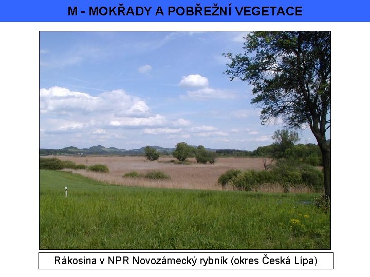 M - MOKŘADY A POBŘEŽNÍ VEGETACE Rákosina v NPR Novozámecký rybník (okres Česká Lípa)