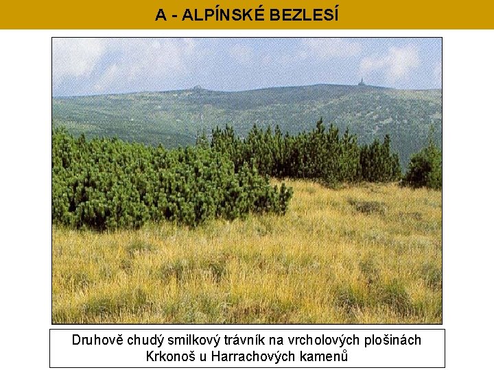 A - ALPÍNSKÉ BEZLESÍ Druhově chudý smilkový trávník na vrcholových plošinách Krkonoš u Harrachových