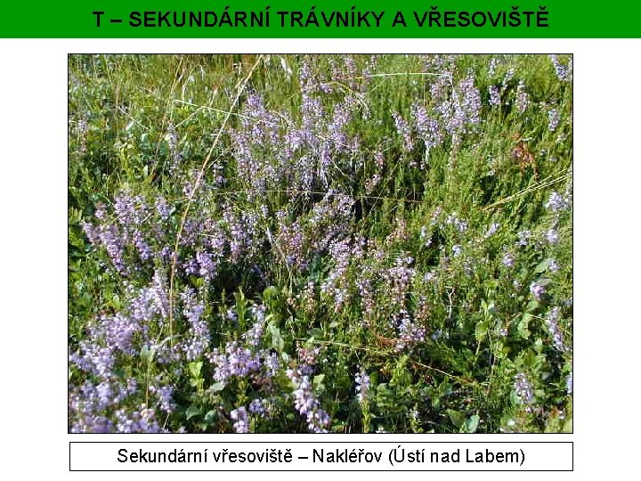 T – SEKUNDÁRNÍ TRÁVNÍKY A VŘESOVIŠTĚ Sekundární vřesoviště – Nakléřov (Ústí nad Labem) 