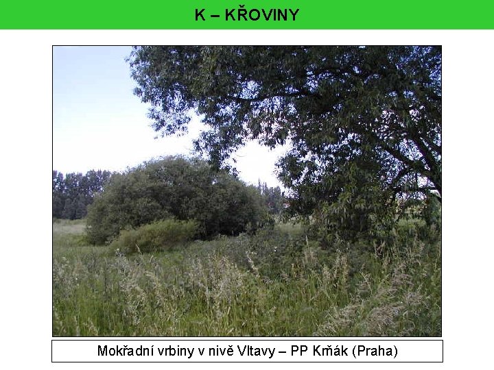 K – KŘOVINY Mokřadní vrbiny v nivě Vltavy – PP Krňák (Praha) 