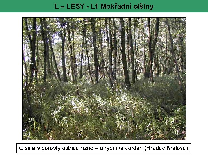 L – LESY - L 1 Mokřadní olšiny Olšina s porosty ostřice řízné –