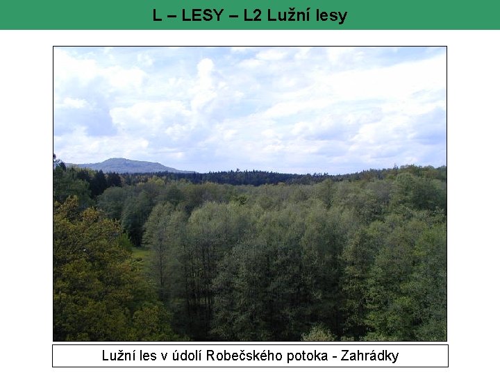 L – LESY – L 2 Lužní lesy Lužní les v údolí Robečského potoka