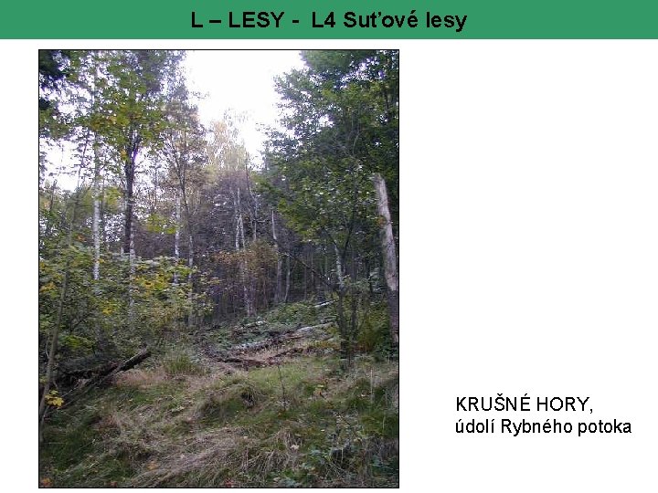 L – LESY - L 4 Suťové lesy KRUŠNÉ HORY, údolí Rybného potoka 