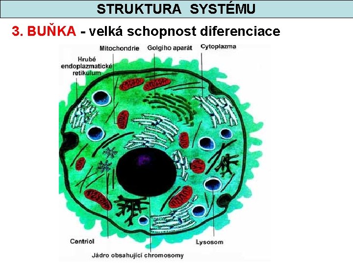 STRUKTURA SYSTÉMU 3. BUŇKA - velká schopnost diferenciace 