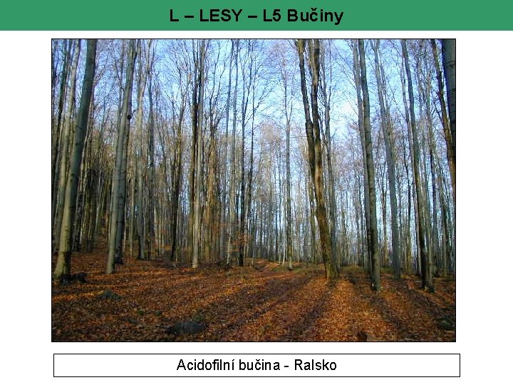 L – LESY – L 5 Bučiny Acidofilní bučina - Ralsko 