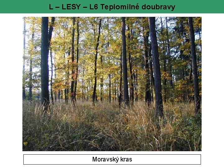 L – LESY – L 6 Teplomilné doubravy Moravský kras 