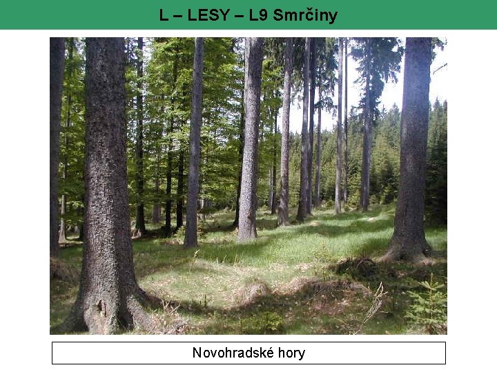 L – LESY – L 9 Smrčiny Novohradské hory 