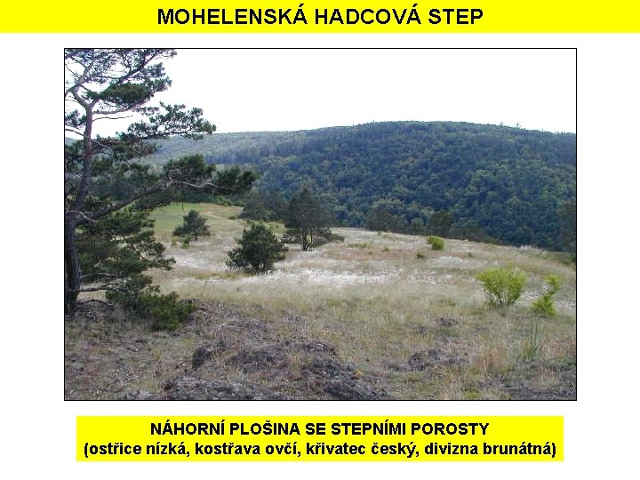 MOHELENSKÁ HADCOVÁ STEP NÁHORNÍ PLOŠINA SE STEPNÍMI POROSTY (ostřice nízká, kostřava ovčí, křivatec český,