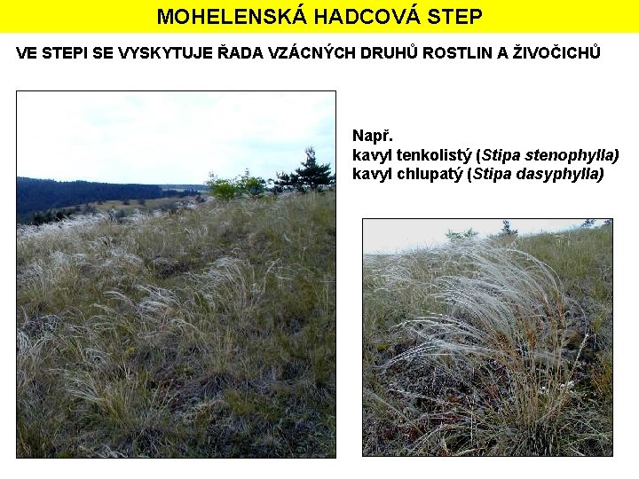 MOHELENSKÁ HADCOVÁ STEP VE STEPI SE VYSKYTUJE ŘADA VZÁCNÝCH DRUHŮ ROSTLIN A ŽIVOČICHŮ Např.