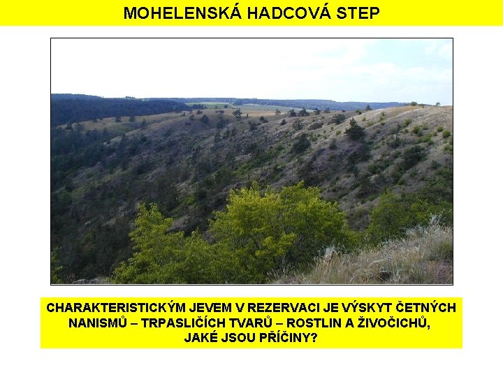 MOHELENSKÁ HADCOVÁ STEP CHARAKTERISTICKÝM JEVEM V REZERVACI JE VÝSKYT ČETNÝCH NANISMŮ – TRPASLIČÍCH TVARŮ