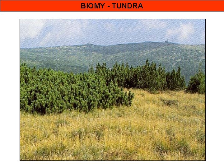 BIOMY - TUNDRA 