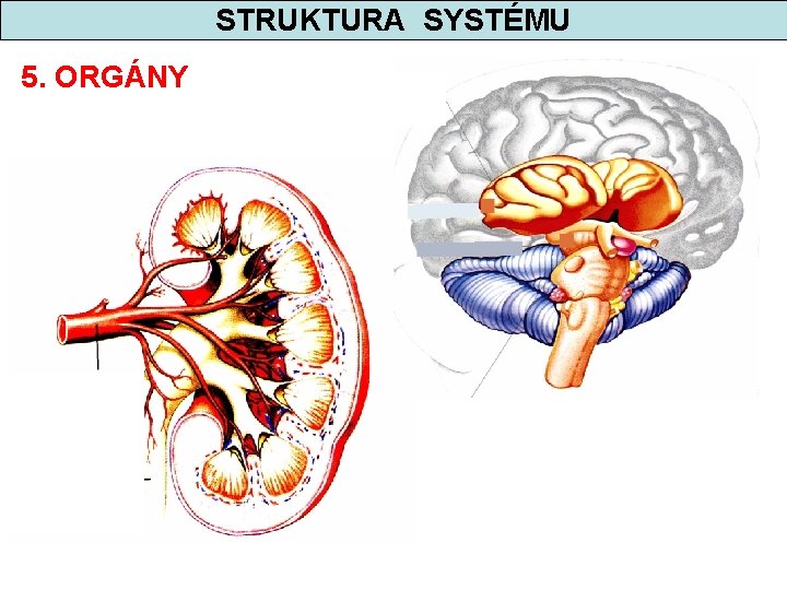 STRUKTURA SYSTÉMU 5. ORGÁNY 