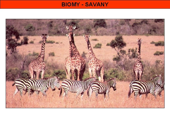 BIOMY - SAVANY 