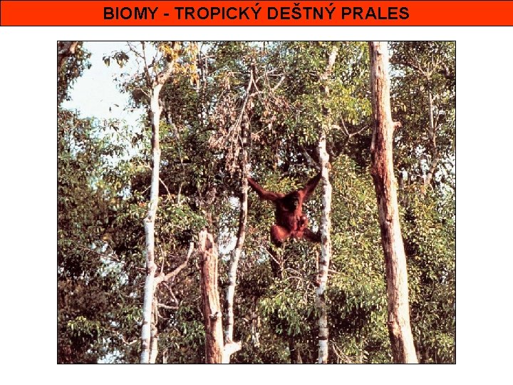 BIOMY - TROPICKÝ DEŠTNÝ PRALES 