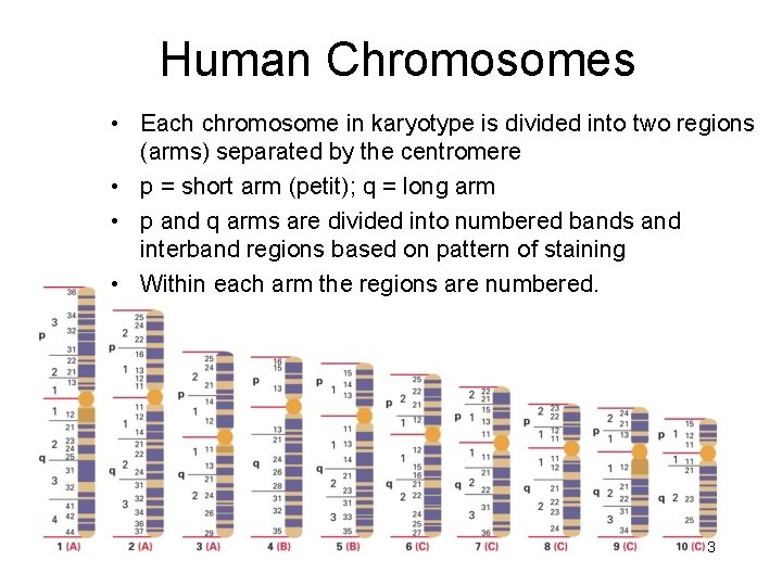 Human Chromosomes • Each chromosome in karyotype is divided into two regions (arms) separated