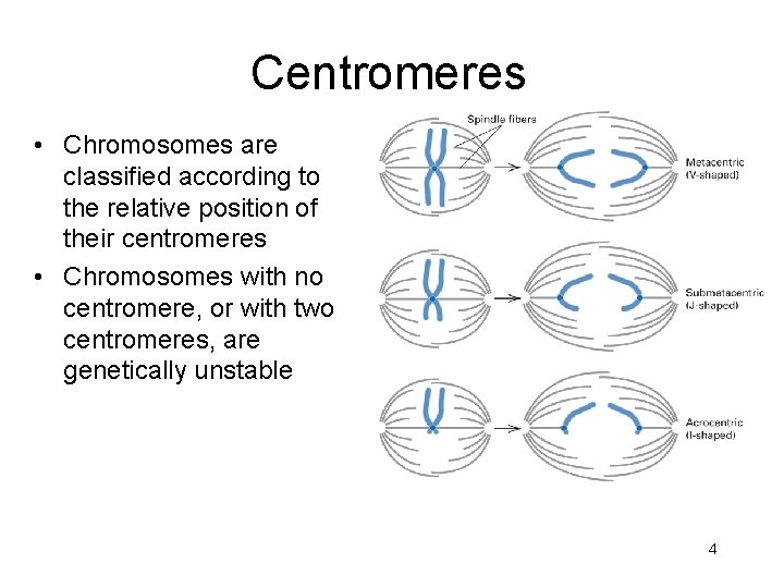 Centromeres • Chromosomes are classified according to the relative position of their centromeres •