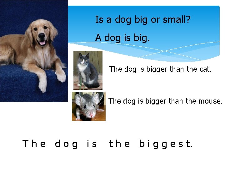 Is a dog big or small? A dog is big. The dog is bigger