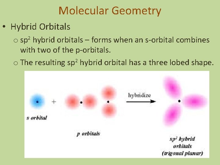 Molecular Geometry • Hybrid Orbitals o sp 2 hybrid orbitals – forms when an