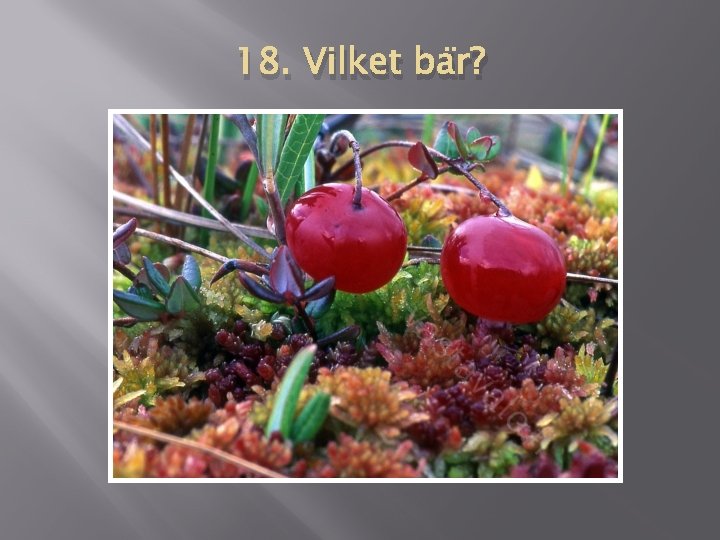 18. Vilket bär? 