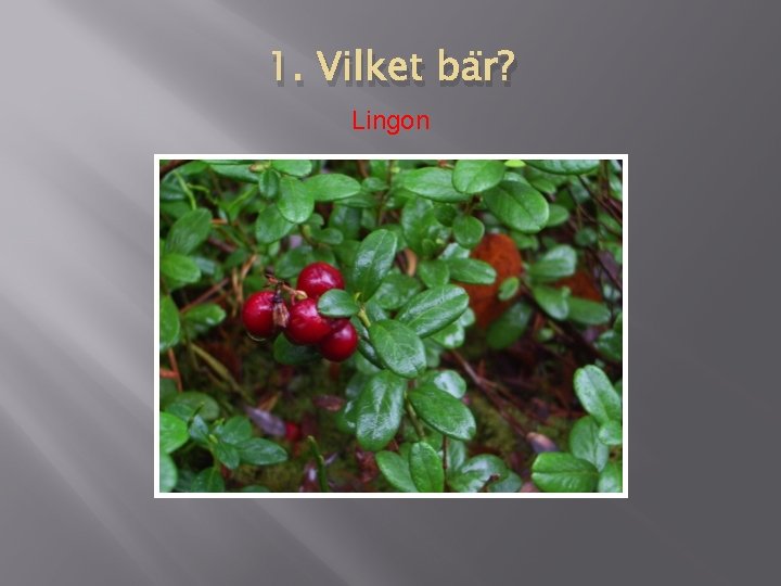 1. Vilket bär? Lingon 