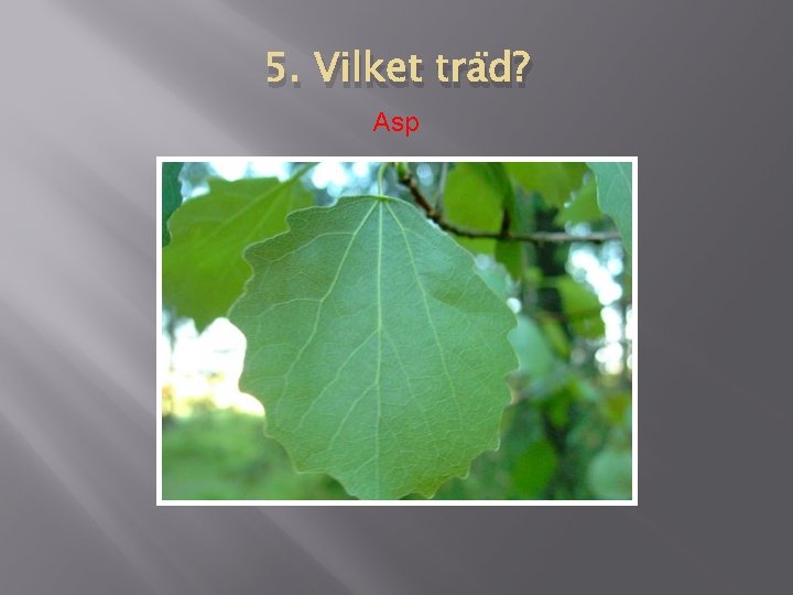 5. Vilket träd? Asp 