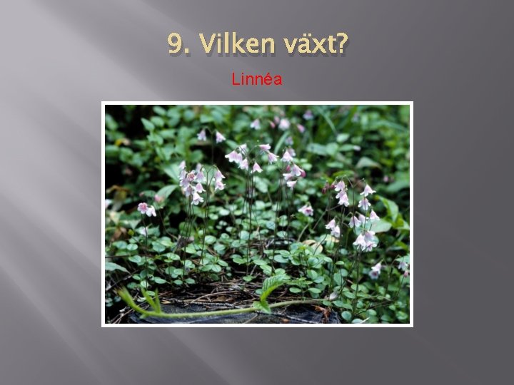 9. Vilken växt? Linnéa 