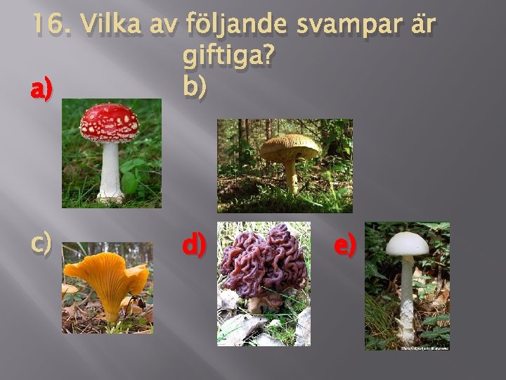 16. Vilka av följande svampar är giftiga? a) b) c) d) e) 
