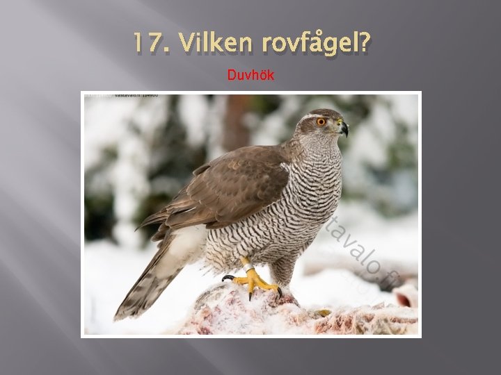 17. Vilken rovfågel? Duvhök 