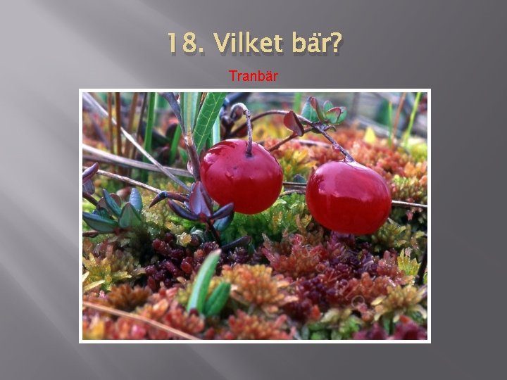 18. Vilket bär? Tranbär 