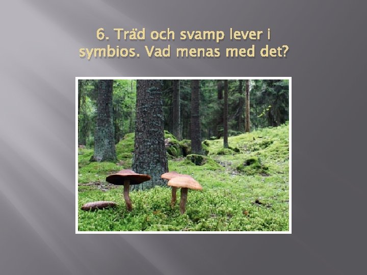 6. Träd och svamp lever i symbios. Vad menas med det? 