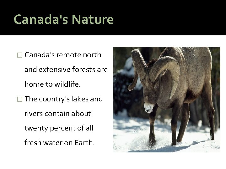 Canada's Nature � Canada's remote north and extensive forests are home to wildlife. �