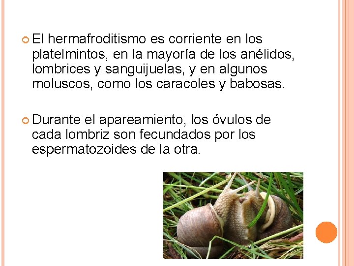  El hermafroditismo es corriente en los platelmintos, en la mayoría de los anélidos,