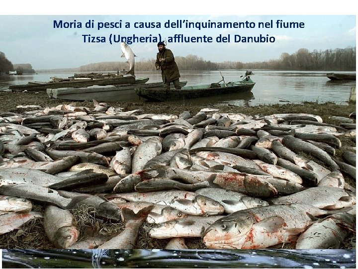 Moria di pesci a causa dell’inquinamento nel fiume Tizsa (Ungheria), affluente del Danubio Il