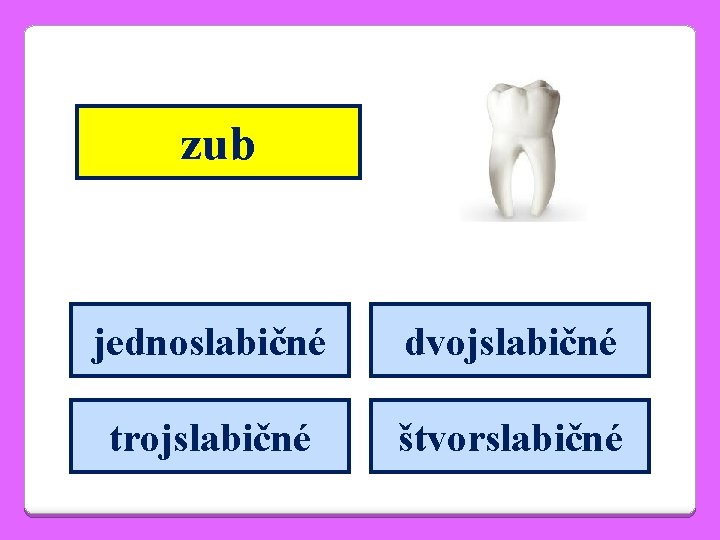 zub jednoslabičné dvojslabičné trojslabičné štvorslabičné 