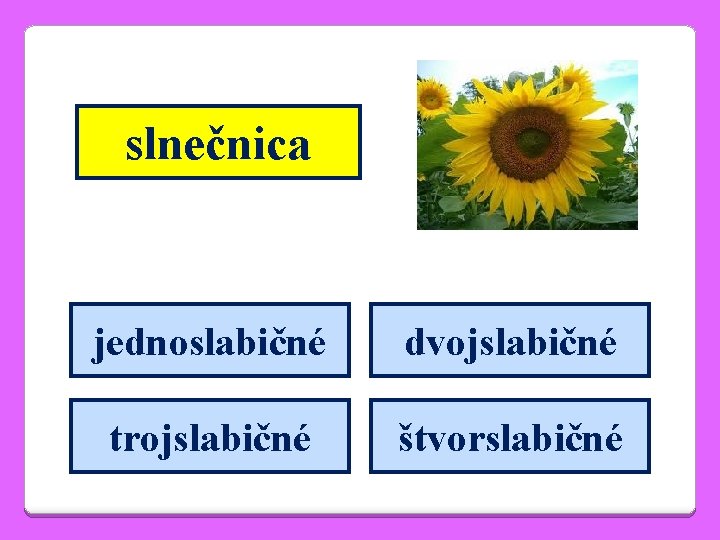 slnečnica jednoslabičné dvojslabičné trojslabičné štvorslabičné 