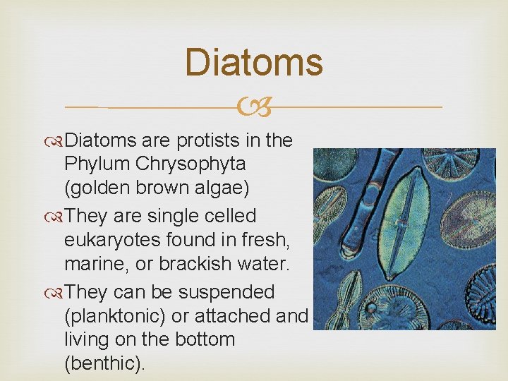 Diatoms are protists in the Phylum Chrysophyta (golden brown algae) They are single celled