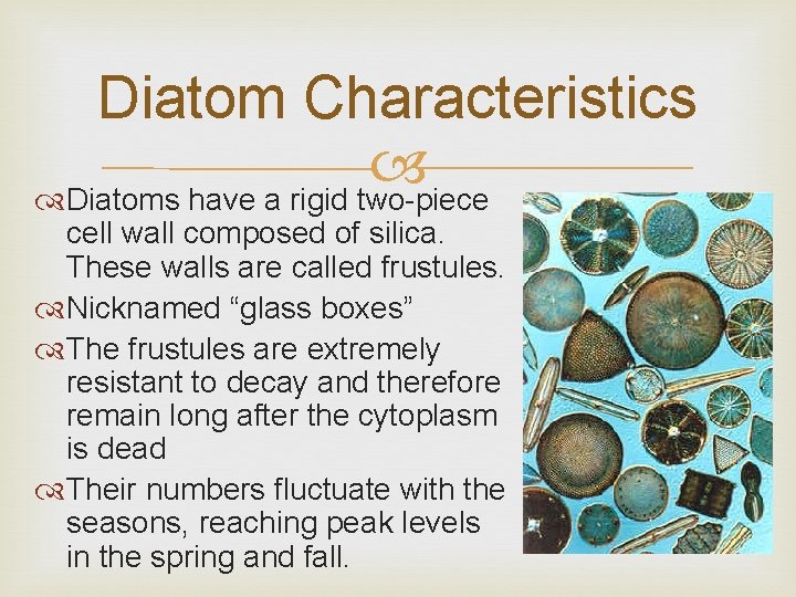 Diatom Characteristics Diatoms have a rigid two-piece cell wall composed of silica. These walls