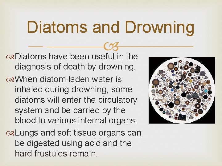 Diatoms and Drowning Diatoms have been useful in the diagnosis of death by drowning.