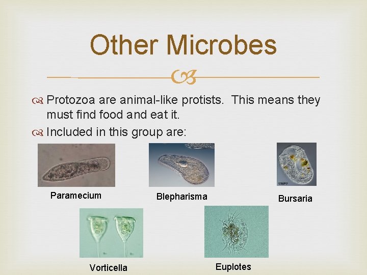 Other Microbes Protozoa are animal-like protists. This means they must find food and eat