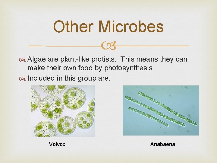 Other Microbes Algae are plant-like protists. This means they can make their own food
