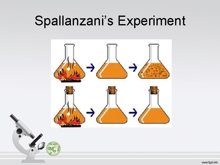 Spallanzani’s Experiment 