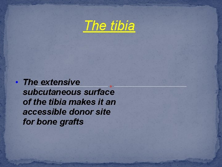 The tibia • The extensive subcutaneous surface of the tibia makes it an accessible