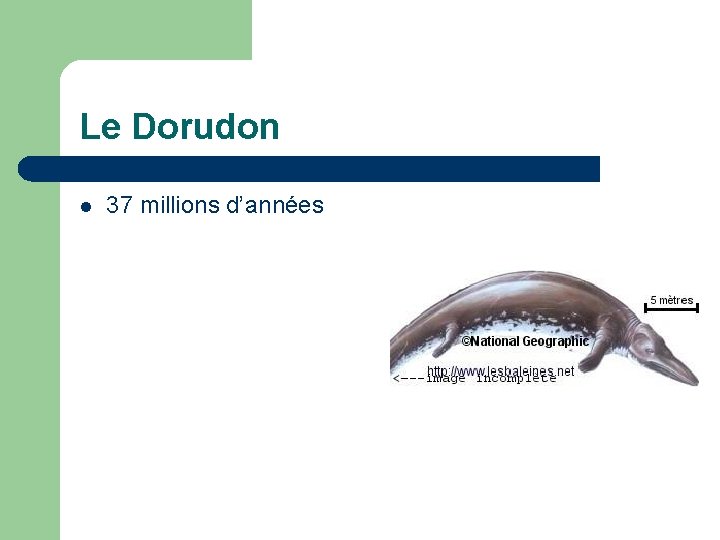 Le Dorudon l 37 millions d’années 