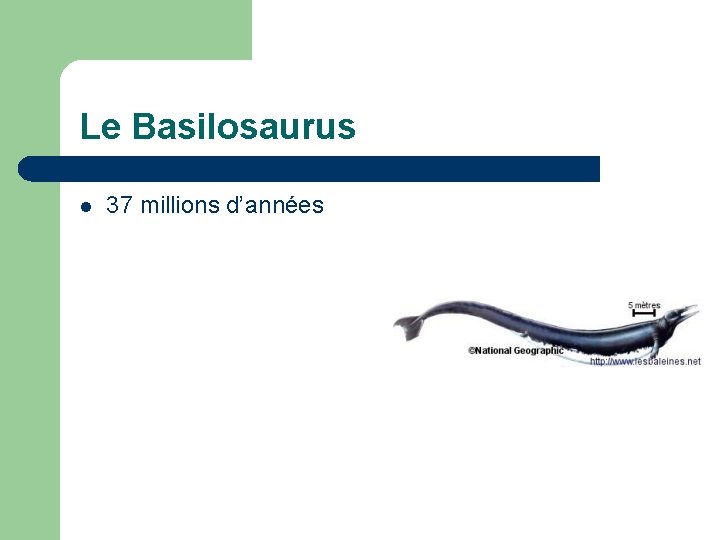 Le Basilosaurus l 37 millions d’années 