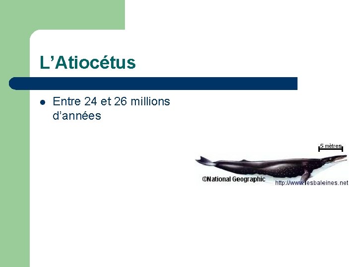 L’Atiocétus l Entre 24 et 26 millions d’années 