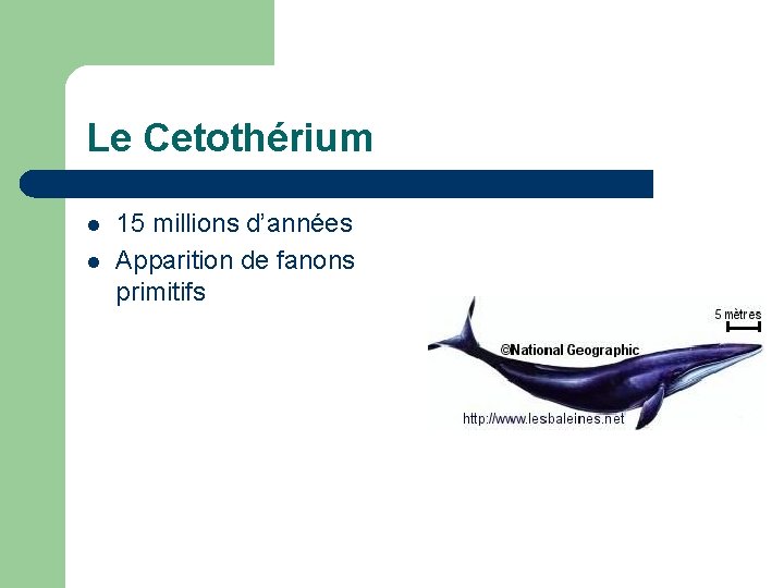 Le Cetothérium l l 15 millions d’années Apparition de fanons primitifs 
