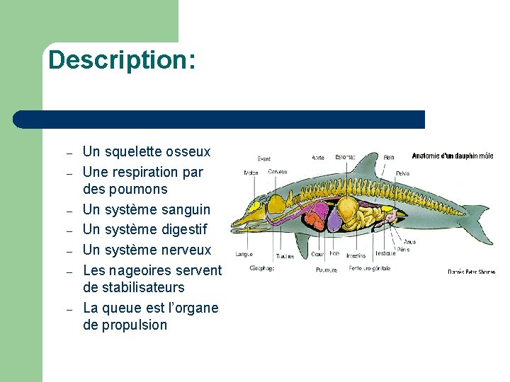 Description: – – – – Un squelette osseux Une respiration par des poumons Un