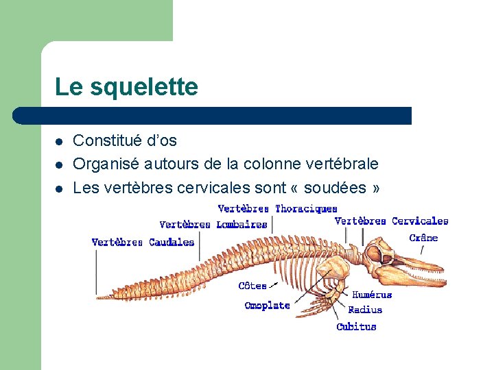 Le squelette l l l Constitué d’os Organisé autours de la colonne vertébrale Les